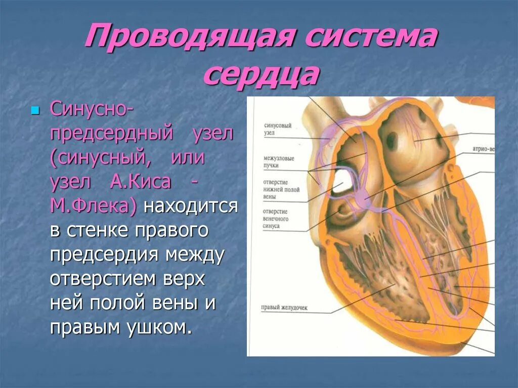 Указать элементы проводящей системы сердца. Проводящая система сердца образована. Волокна проводящей системы сердца. Строение проводящую систему сердца.