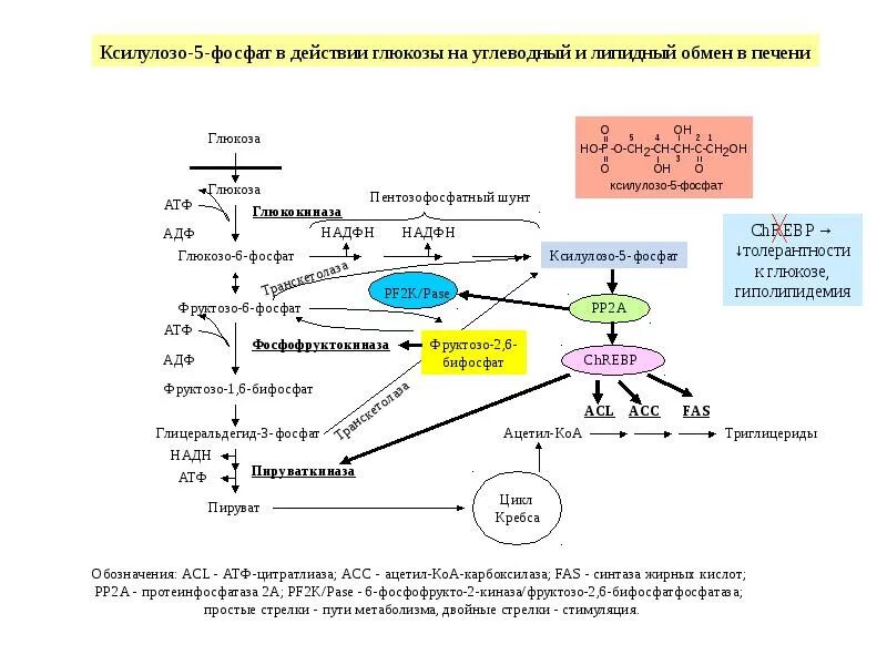 Регуляция метаболизма Глюкозы в печени схема. Пути регуляции обмена веществ биохимия. Схема метаболизма углеводов в печени. Метаболизм углеводов в печени биохимия.