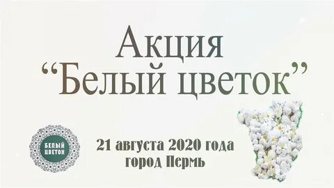 Акция белый цветок 2024 год