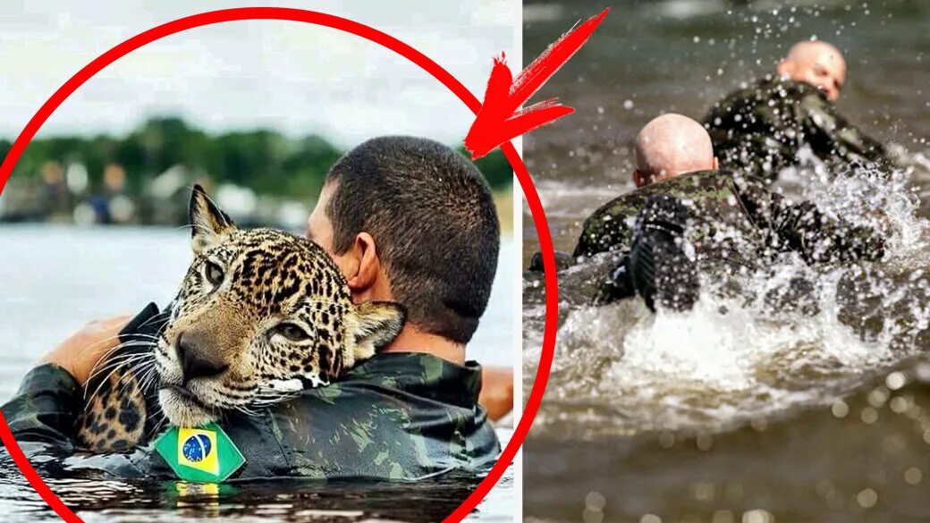В раненую реку не войдешь. Спасение ягуара бразильскими военными. Леопард утонул. Спасение леопарда в России.