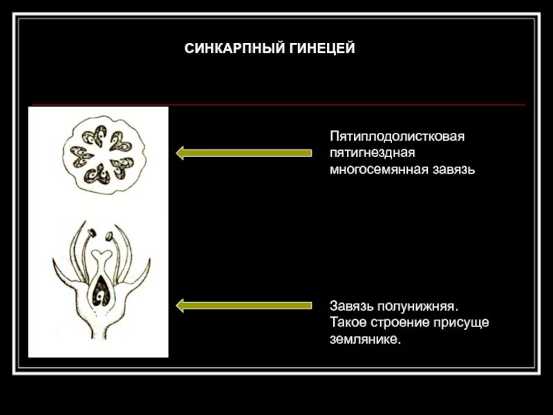 Гинецей вконтакте. Строение апокарпного гинецея. Монокарпный гинецей. Апокарпный и синкарпный гинецей. Строение гинецея и завязи.