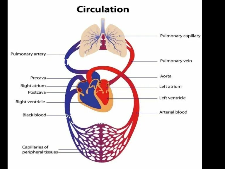 De circulation. Blood circulation. circulatory system. small circle of blood circulation. circulatory circles.
