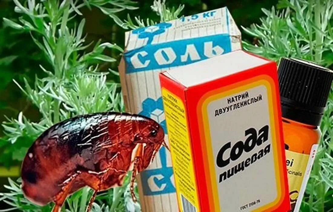 Как избавиться от блох народными. Средство от земляных блох. капли от земляных блох. хорошее средство от блох в доме. средство от земляных блох в квартире.