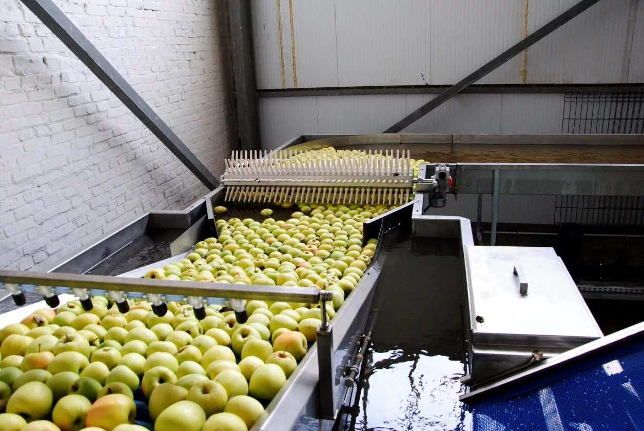 Переработка овощей и фруктов. Сортировочное оборудование для яблок. Сортировка яблок. Переработка фруктов.