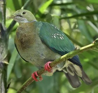 Pink spotted fruit dove