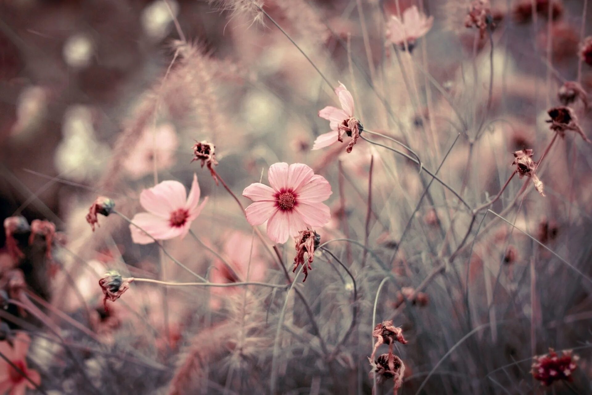 Нежный цветок. Розовые цветы. Цветы в пастельных тонах. Бежевые цветы. Фото красивых обложек