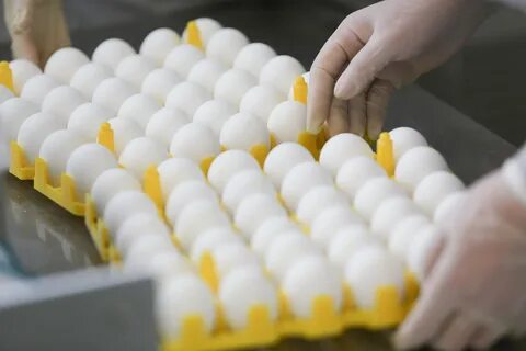 На птицефабрике упаковали 860 яиц в большие