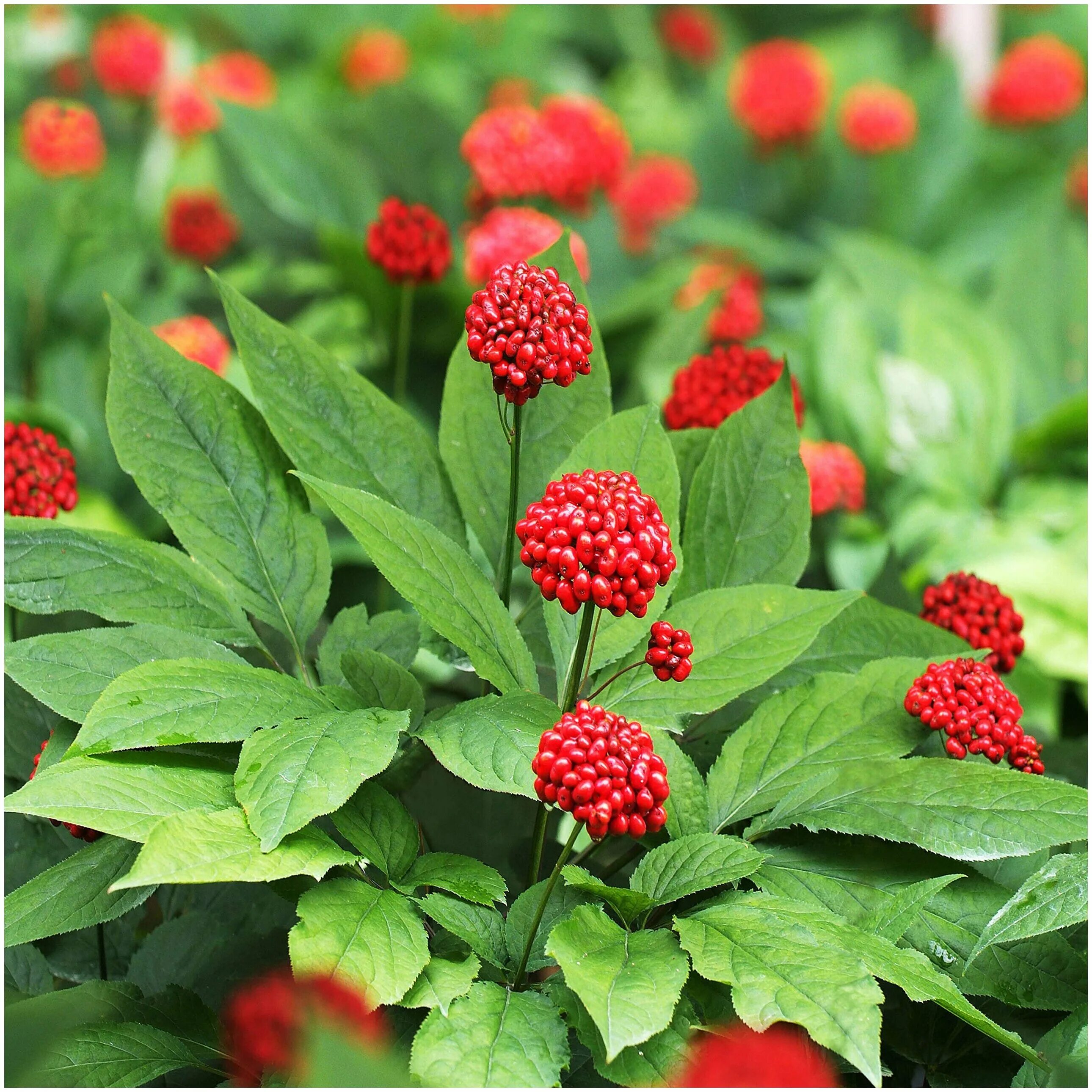 Женьшень куст. Женьшень. Женьшень цветок фото. Женьшень дальневосточный. Женьшень пятилистный.