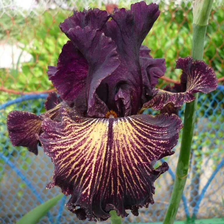 Ирис фэшн стейтмент. Ирис palace treasure. Ирис carnival capers. Ирис финал эпизод. Ирис бородатый барристер.