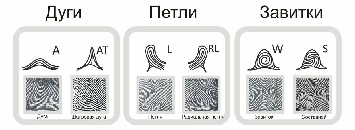 Тип папиллярных узоров пальцев рук. Дактилоскопия типы папиллярных узоров. отпечатки пальцев дуговые петлевые завитковые. петлевой тип папиллярных узоров. тип папиллярного узора отпечатка пальца.
