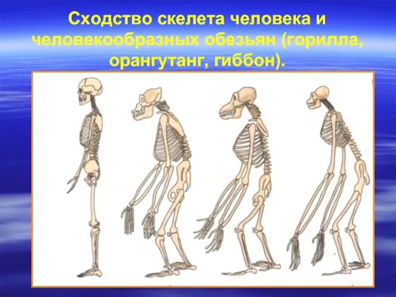 Что отличает человекообразную. Скелет человека и человекообразных обезьян. Скелет человека и примата. Скелет обедятны и человека. Сходство человека и человекообразных обезьян.