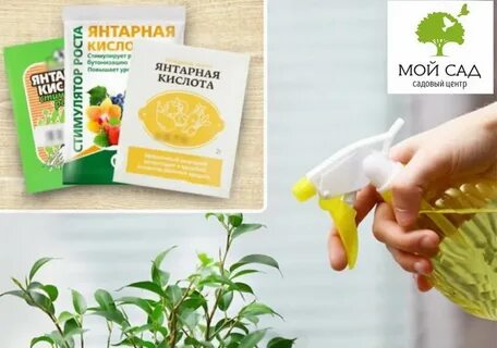 Полив петунии янтарной кислотой