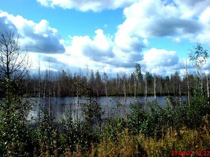 Синявинские болота