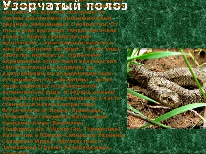 Название змеи приморского края. Сообщение о змеях приморского края. ядовитые змеи приморского края. ядовитые животные приморского края. змеи приморского края фото с описанием.