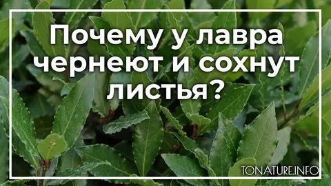 Лавровый лист засохли листья