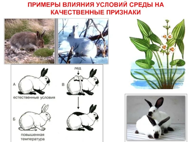 Влияние среды на формирование признаков. Влияние условий внешней среды на формирование признаков. Бизницовы методи иследовани. Признак изменений. Качественные признаки примеры.