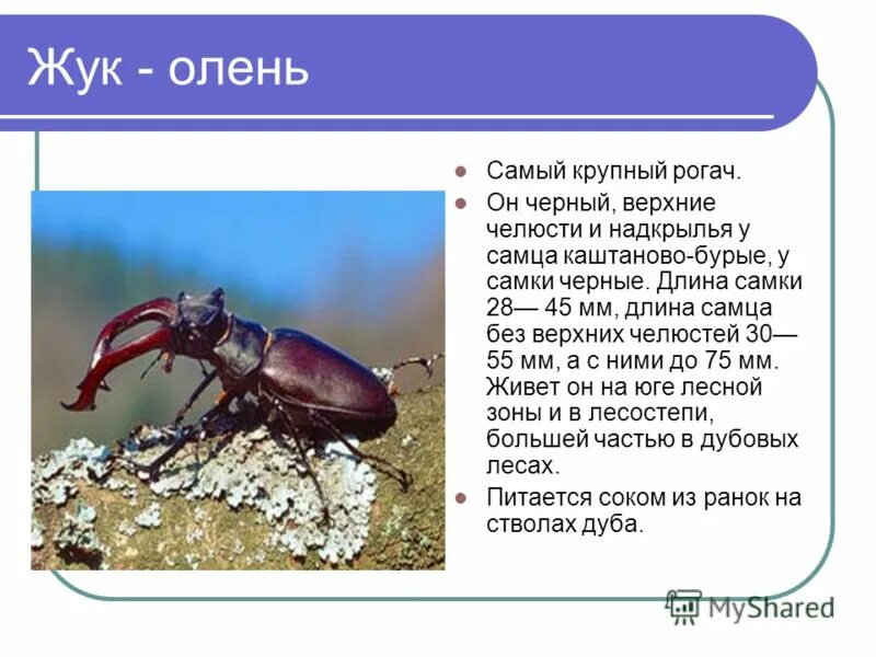 жук-олень (lucanus cervus). жук олень мандибулы. рога жука оленя. схема расчлененного майского жука. как называются верхние челюсти у жука.