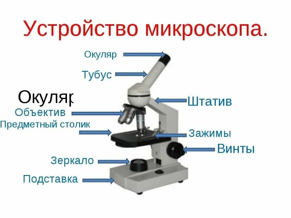 Микроскоп тубус, окуляр, винты. Строение линз микроскопа схем. Что такое окуляр в микроскопе 5 класс биология. Микроскоп Микромед 5 строение.