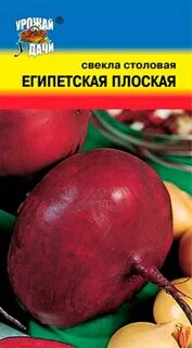 Свекла египетская плоская