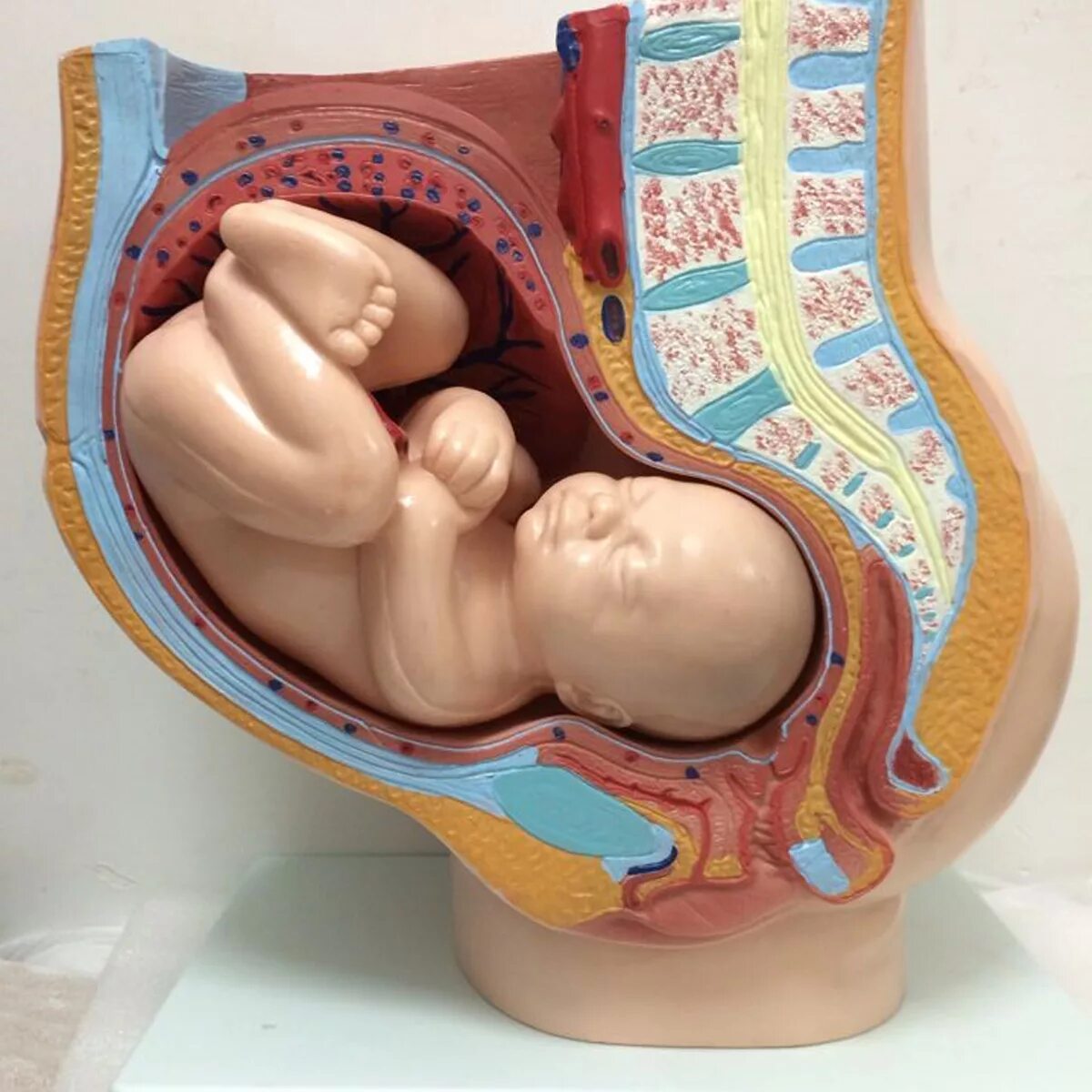 беременнгстьв разрезк. организм беременной. внутреннее строение женщины при беременности. организм беременной. организм беременной женщины.