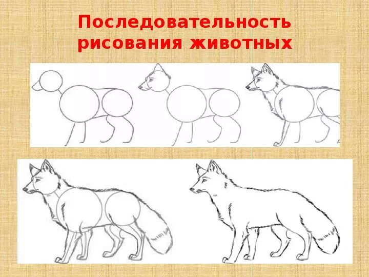 Уроки рисования 6 класс. Последовательность рисования животного. Схемы изображения животных. Животные для рисования. Схемы рисования животных.