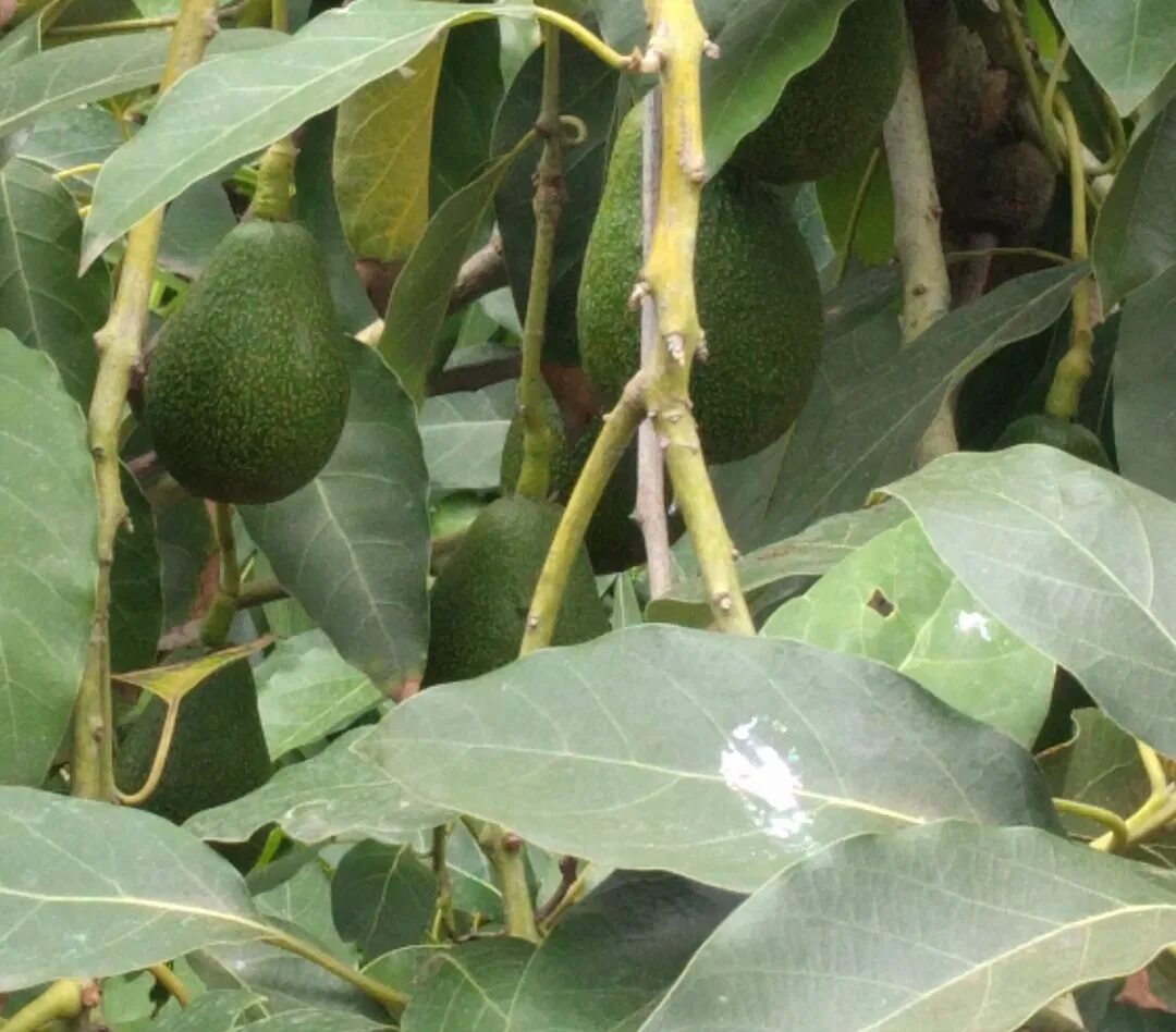 авокадо дерево. авокадо куст. авокадо дерево. авокадо дерево. персея американская авокадо.