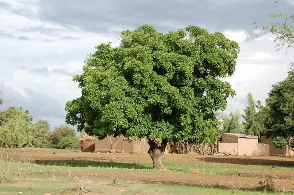 Дерево ши иначе 6. Дерево ши карите. vitellaria paradoxa. vitellaria paradoxa shea. butyrospermum parkii.