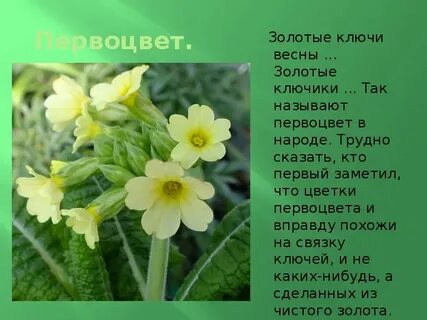 Золотые ключи весны