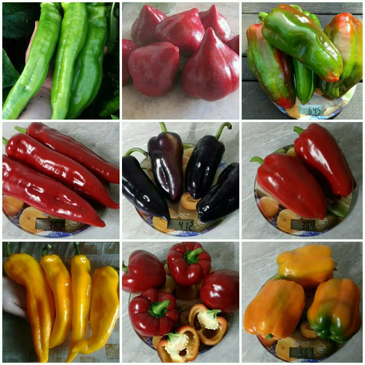 Перец хабанеро голд. Коллекционные сорта перцев. Перец гранат мязина. Башкирский перец сорт. Перец сладкий геркулес f1.