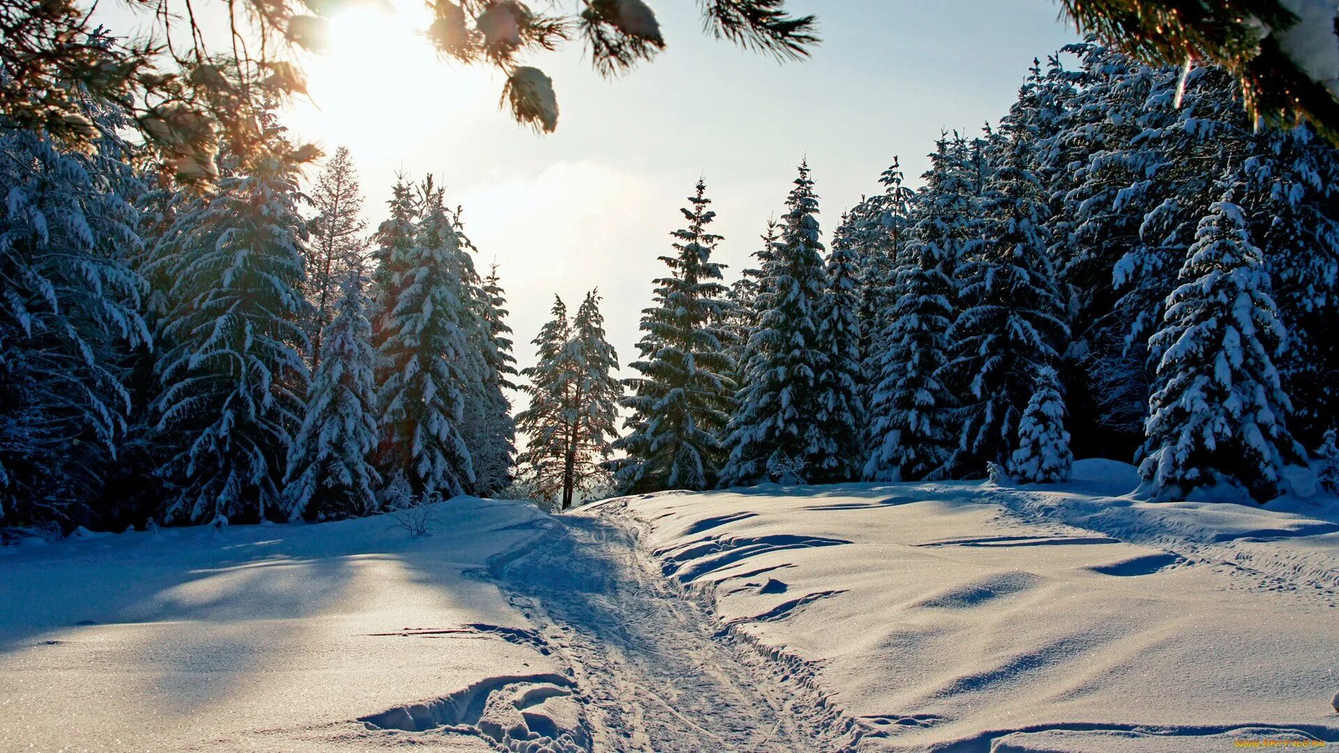 Winter forest. Зимний лес. Зимой в лесу. Лес в снегу. Снежный лес.