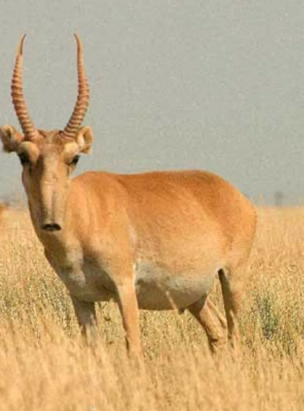 Животные степи сайгак. Степная антилопа Сайгак. Сайга антилопа. Сайга (Сайгак). Прикаспийский Сайгак.