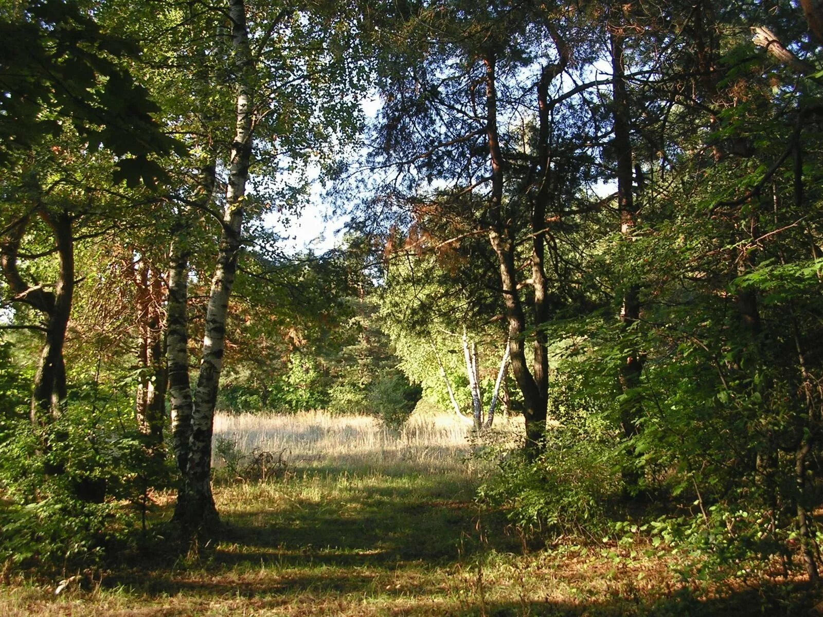 Лесная 1 саратов. Парк Кумысная Поляна Саратов. Лесопарк Кумысная Поляна Саратов. Дьяковский лес Саратовской области. Природный парк Кумысная Поляна Саратов леса.