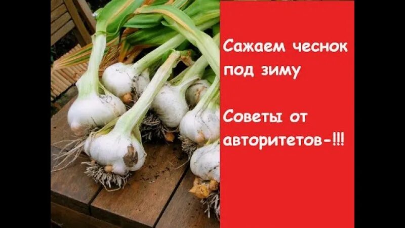 После каких можно сажать чеснок. Что садить после чеснока. Посадка чеснока после морковки. Посадки после чеснока.... Садим чеснок под зиму после чего.