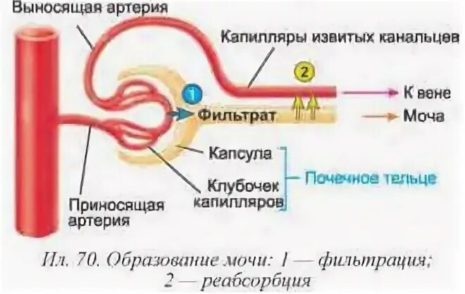 В капиллярном клубочке какая кровь