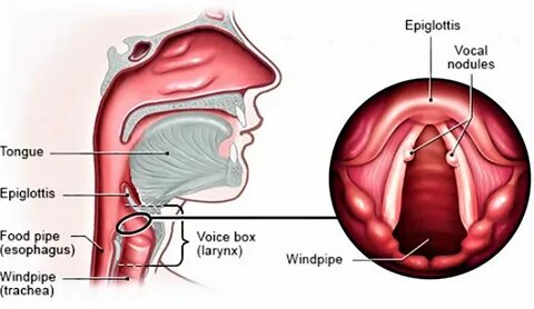 Vocal перевод