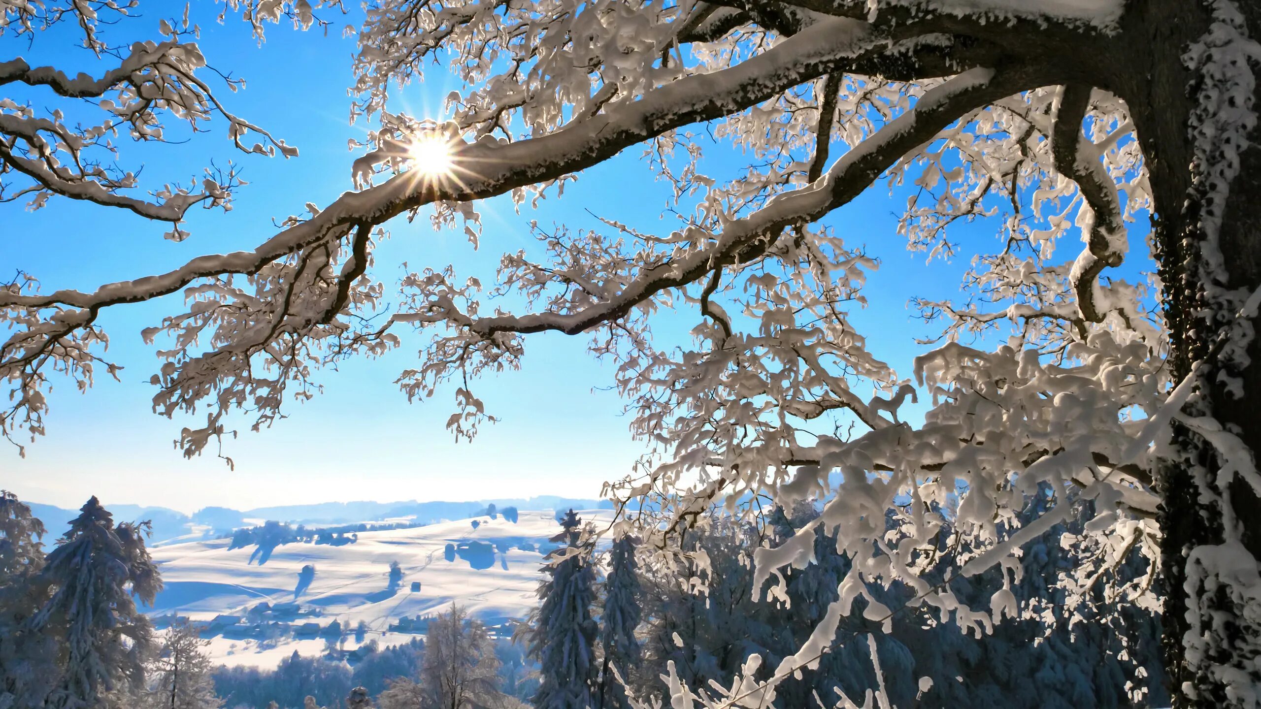 Едва сойдет снег как на деревьях. Деревья в снегу. Заснеженные деревья. Зимний пейзаж на рабочий стол. Зимнее дерево.