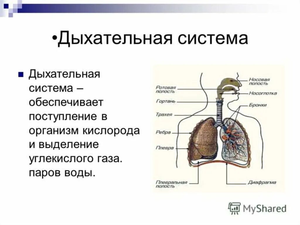 Органы входящие в дыхательную систему функции. Строение системы органов дыхания человека. Пищеварительная дыхательная выделительная система. Пищеварительная выделительная дыхательная система человек. Строение пищеварительной и дыхательной системы человека схема.