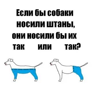 Собаки не носят штанов отзывы