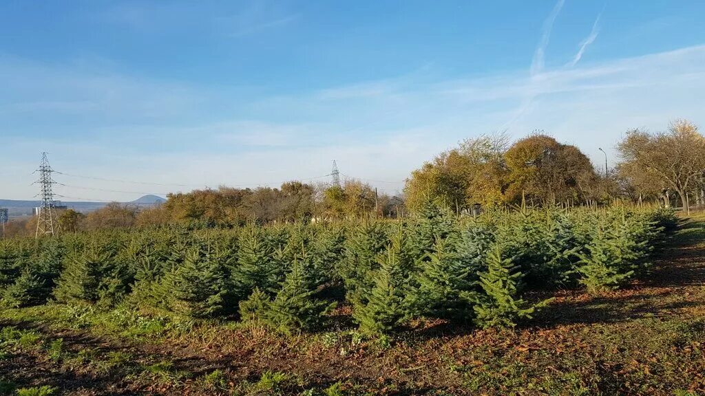 питомник растений совхоз имени ленина. совхоз декоративные культуры пятигорск прайс-лист. лермонтовский питомник декоративные культуры пятигорск. перкальский питомник пятигорск. перкальский питомник пятигорск.