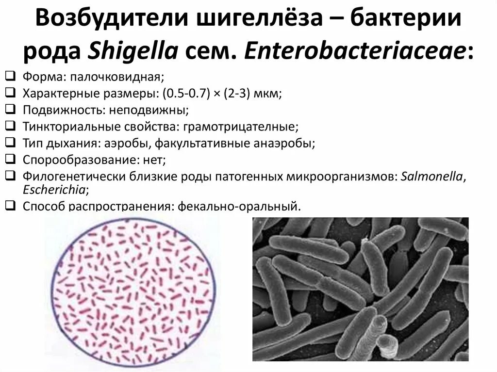 Черты бактерий. Возбудитель дизентерии микробиология морфология. Shigella flexneri микробиология. Шигеллы дизентерии микробиология. Род бактерий возбудителей дизентерии.