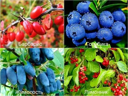 Жимолость смородина