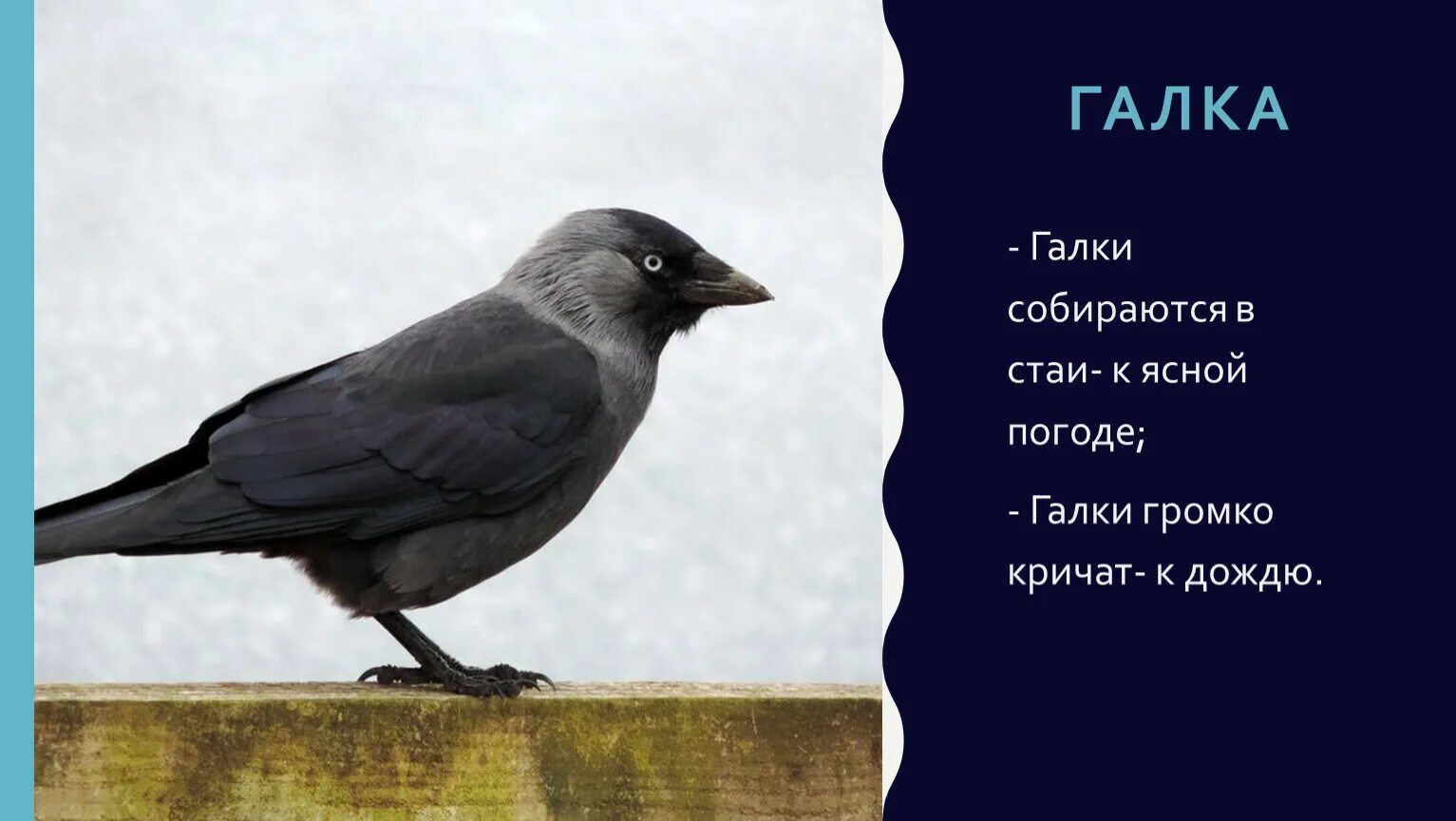 Ответь мне галка. Галка птица. на иве галка. загадка про галку птицу.