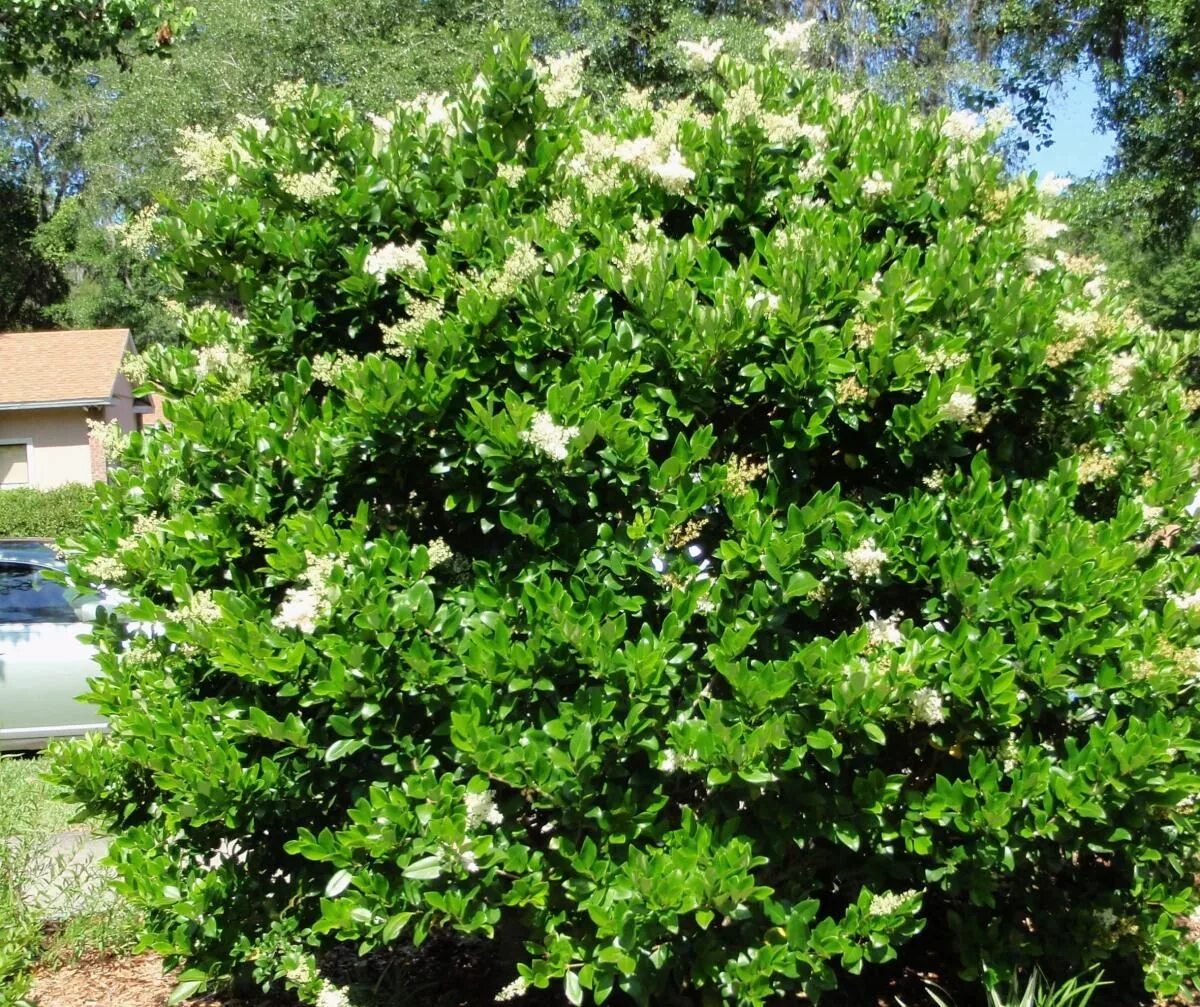 Названия вечнозеленых кустарников. Вечнозеленый чагарник. Ligustrum japonicum. Вечнозелёные Южные кустарники. Вечнозеленые кустарники Сочи.