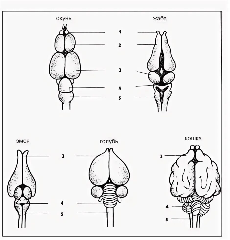 Эволюция мозга позвоночных. Головной мозг птиц. Эволюция могза повоночных. Мозг птицы и млекопитающего.