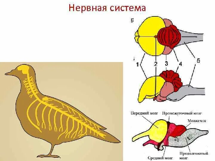 Строение нервной системы птиц. Центральная нервная система птиц. Нервная система птиц схема. Нервная система птицы головной мозг.