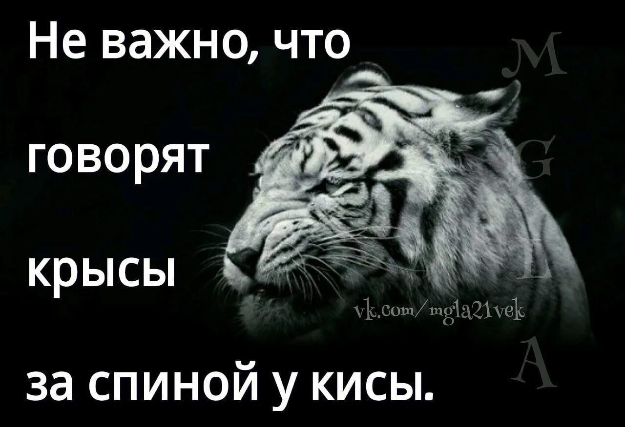 Не важно что за спиной у кисы. Статус про крыс. Цитаты про крыс. Высказывания про крысятничество. Цитаты про крыс людей.