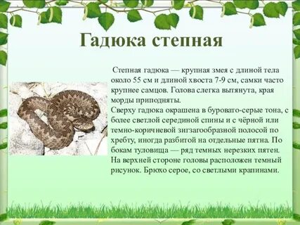 Степная гадюка доклад 4 класс окружающий