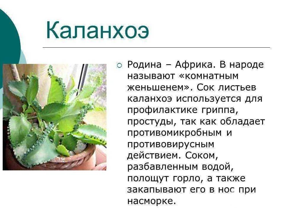 Каланхоэ лечебное растение. Каланхоэ лекарственное растение лечебные. Цветок каланхоэ лечебный для чего применяется. Каланхоэ Родина