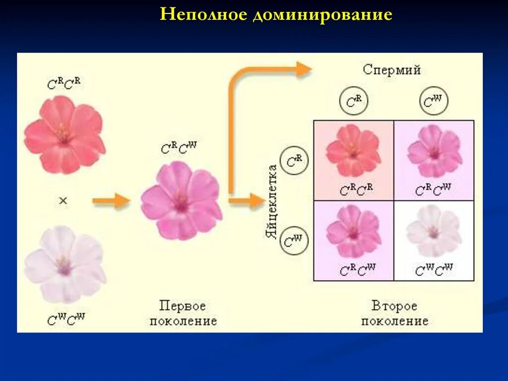 Неполное доминирование. Неполное доминирование примеры. Неполное доминирование у животных. Неполное доминирование генетика.