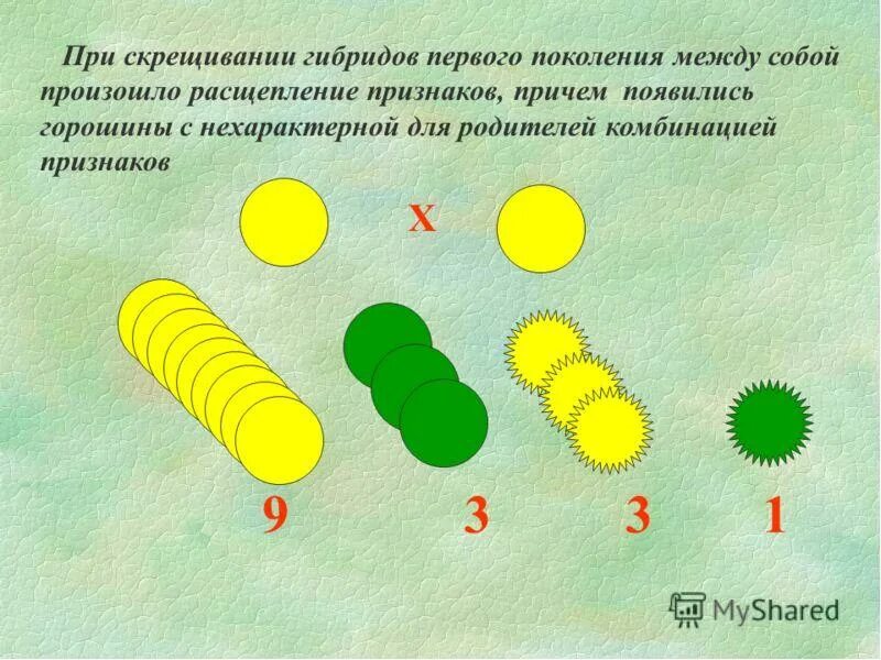 При скрещивании гибридов первого поколения между собой. Скрещивание гибридов первого поколения. Скрещивание гибридов между собой. Гибридов первого поколения будут возникать.